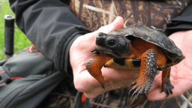 Une tortue des bois élevée en captivité 