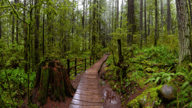 Forêt au Canada sous la pluie
