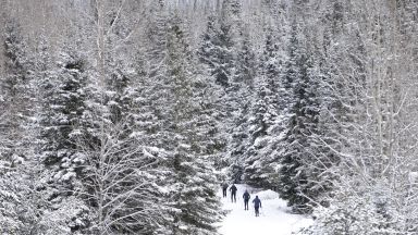 skieurs et sapins enneigés à la Forêt