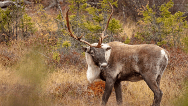 caribou