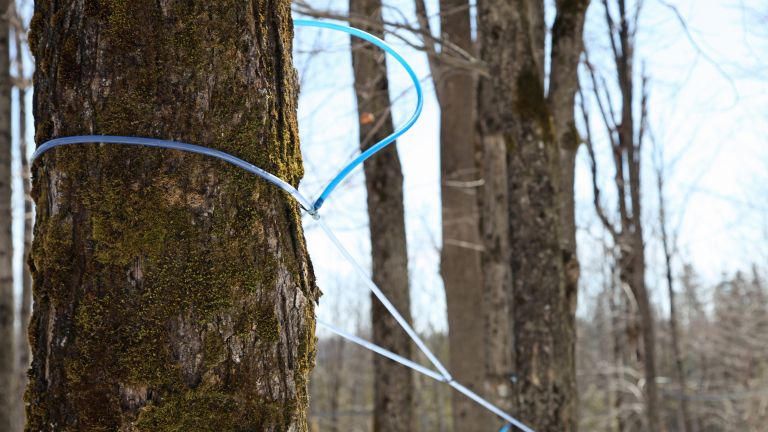 Érables avec tuyaux pour récolter la sève