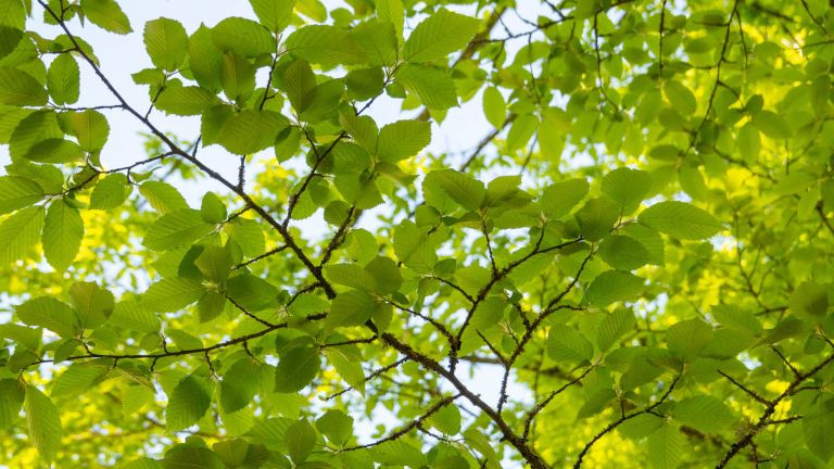 Arbre Orme d'amérique