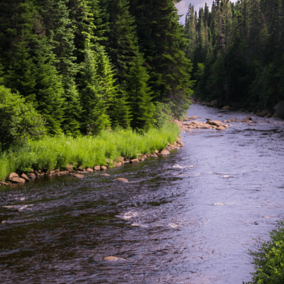 Une rivière de la Forêt Montmorency